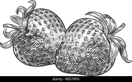 Fragola Vintage xilografia illustrazione Illustrazione Vettoriale