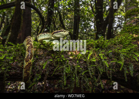 Il mondo del Malabar Rattlesnakes! Foto Stock