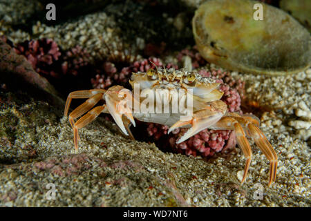 Il granchio del porto, Liocarcinus depurator, Kvaloyvagen, Norvegia, Oceano Atlantico Foto Stock