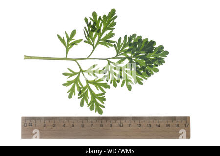 Wermut, Gemeiner Wermut, Echter su Wermut, Echt-Wermut, Wermutkraut, Absinth, Artemisia absinthium, absinthium,, Assenzio Absinthe assenzio, assenzio, co Foto Stock