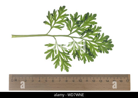 Wermut, Gemeiner Wermut, Echter su Wermut, Echt-Wermut, Wermutkraut, Absinth, Artemisia absinthium, absinthium,, Assenzio Absinthe assenzio, assenzio, co Foto Stock