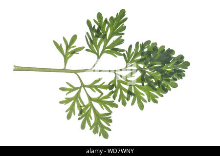 Wermut, Gemeiner Wermut, Echter su Wermut, Echt-Wermut, Wermutkraut, Absinth, Artemisia absinthium, absinthium,, Assenzio Absinthe assenzio, assenzio, co Foto Stock