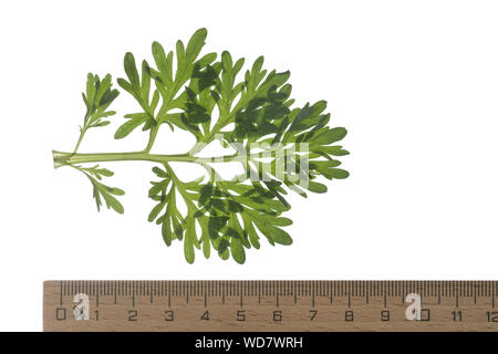 Wermut, Gemeiner Wermut, Echter su Wermut, Echt-Wermut, Wermutkraut, Absinth, Artemisia absinthium, absinthium,, Assenzio Absinthe assenzio, assenzio, co Foto Stock