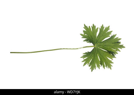 Il Blauer Eisenhut, Wolfshut, Aconitum napellus, Monk's-cofano, Aconitum, wolfsbane, frate della PAC, Giardino Monkshood. Blatt, Blätter, leaf, foglie Foto Stock