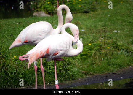 Due maggiore fenicotteri rosa o i fenicotteri (Phoenicopterus roseus) a Martin mera Wetland Centre, vicino a Wigan Greater Manchester, Lancashire, Inghilterra, Regno Unito. Foto Stock