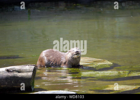 Un Captive Asian corto-artigliato Lontra (Amblonyx cinereal) alimentare il granchio a Martin mera Wetland Centre, vicino a Wigan Greater Manchester, Lancashire, Inghilterra, Regno Unito. Foto Stock