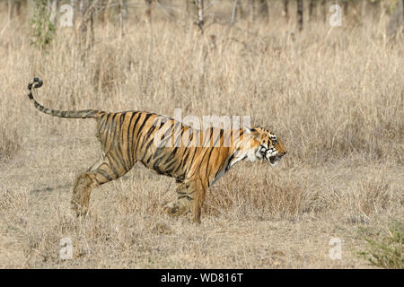 Femmina di tigre del Bengala (Panthera tigris tigris) acceso, Tadoba Andhari Riserva della Tigre, nello stato del Maharashtra, India Foto Stock