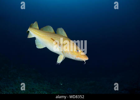 Atlantico, Merluzzo Gadus morhua, Kvaloyvagen, Norvegia, Oceano Atlantico Foto Stock