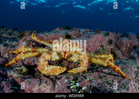 La Kamchatka crab, Alaskan granchio reale o Red King Crab Paralithodes camtschaticus, Kvaloyvagen, Norvegia, Oceano Atlantico Foto Stock