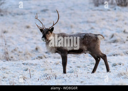 La renna, Rangifer tarandus, Tromso, Norvegia Foto Stock