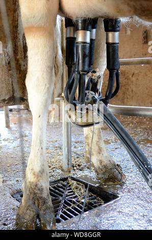 Mucca su macchinari di mungitura Foto Stock