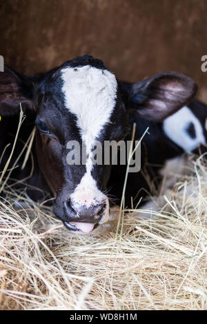 Jersey calf sdraiato sul fieno Foto Stock