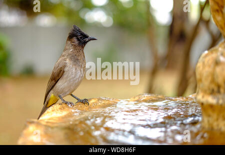 Dark Capped Bulbul acqua potabile da una fontana Foto Stock