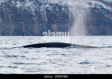 La balenottera, Balaenoptera physalus, Kvaloyvagen, Norvegia, Oceano Atlantico Foto Stock