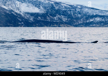 La balenottera, Balaenoptera physalus, Kvaloyvagen, Norvegia, Oceano Atlantico Foto Stock