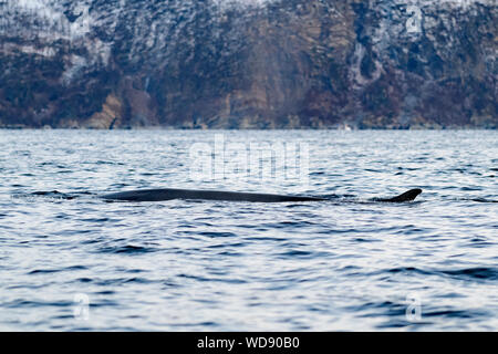 La balenottera, Balaenoptera physalus, Kvaloyvagen, Norvegia, Oceano Atlantico Foto Stock