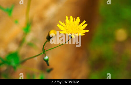 Hieracium maculatum close up immagine Foto Stock