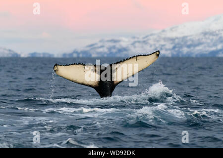 Tramonto con Humpback Whale, humpback con fluke, Megaptera novaeangliae, Kvaloyvagen, Norvegia, Oceano Atlantico Foto Stock