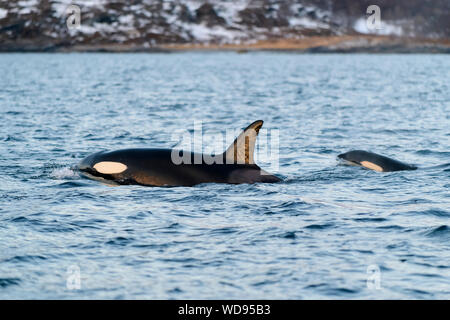 Le orche assassine, Orcas Orcinus Orca, Skjervoy, Norvegia, Oceano Atlantico Foto Stock