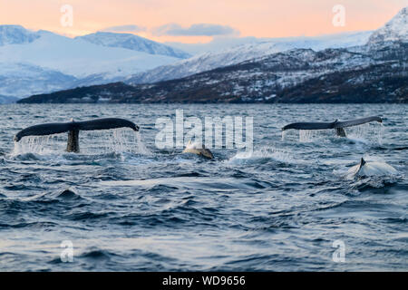 Tramonto con Humpback Whale, humpback con fluke, megattere, Megaptera novaeangliae, Kvaloyvagen, Norvegia, Oceano Atlantico Foto Stock