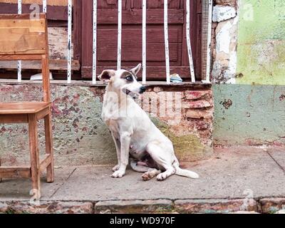 TRINIDAD, CUBA - Giu 05, 2013: un primo piano colpo di un simpatico felice bianco e marrone di cane vicino una sedia Foto Stock