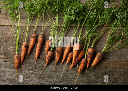 Le carote fresche con verdi su vecchie tavole di legno Foto Stock