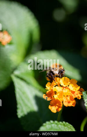 Bumblebee per raccogliere il polline in una macro di lantana,soleggiata giornata estiva,sfocato sfondo naturale Foto Stock