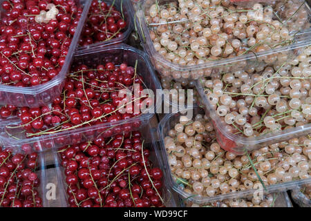 Ribes rosso e bacche whitecurrant (Ribes rubrum) Foto Stock