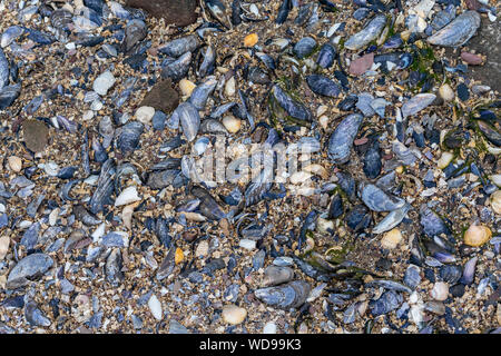 Varietà di gusci rotti su una spiaggia scozzese Foto Stock