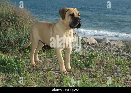 Cucciolo maschio bullmastiff colore rosso del cane di razza pura vicino al mare Foto Stock