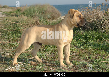 Cucciolo maschio bullmastiff colore rosso del cane di razza pura vicino al mare Foto Stock