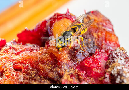 Il tedesco Wasp (Vespula germanica) alimentazione sulla torta di prugne, Baviera, Germania, Europa Foto Stock