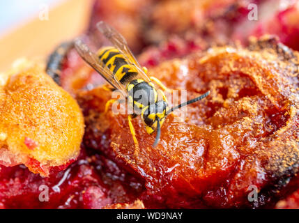 Il tedesco Wasp (Vespula germanica) alimentazione sulla torta di prugne, Baviera, Germania, Europa Foto Stock