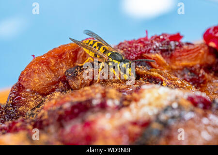 Il tedesco Wasp (Vespula germanica) alimentazione sulla torta di prugne, Baviera, Germania, Europa Foto Stock
