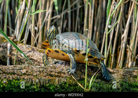 Testuggine palustre o Emys orbicularis su un log Foto Stock