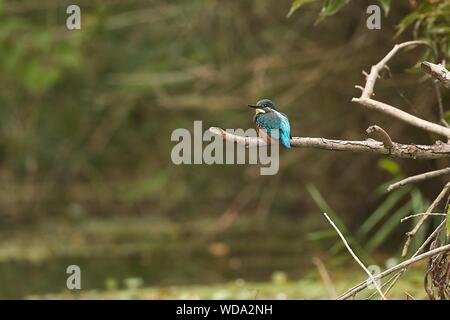Kingfisher comune nella foresta delle paludi Foto Stock