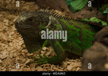 Verde (iguana Iguana iguana, American iguana) spargimento fuori la sua pelle in Mundopark, Guillena, Siviglia, Spagna Foto Stock