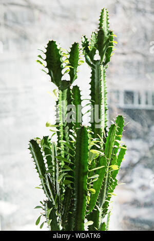 Piante succulente euforbia triangolare in vaso di fiori sul davanzale interno, inverno al di fuori della finestra, retro-illuminato di esposizione. Foto Stock