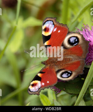 Farfalla pavone su Fiordaliso Foto Stock