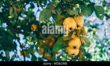 Mature mele cotogne sul ramo di albero. Foto Stock