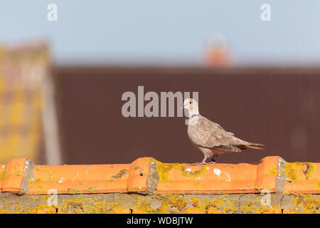 Eurasian colomba a collare (Streptopelia decaocto) seduto su un tetto a Juist, Est Isole Frisone, Germania. Foto Stock