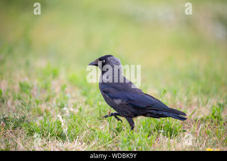 La Cornacchia occidentale (Coloeus monedula) su Juist, Est Isole Frisone, Germania. Foto Stock