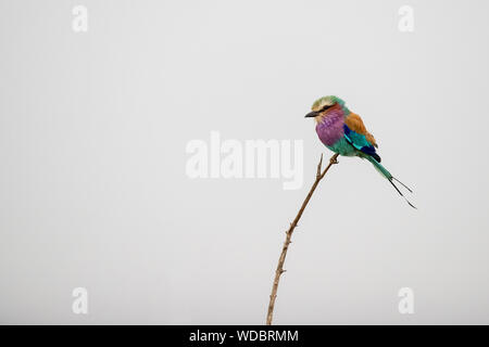 Rainbow di uccelli nel parco di Kruger Sudafrica isolato su bianco Foto Stock