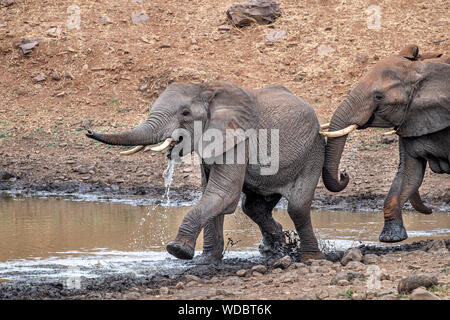 Elephant lotta mentre bere presso la piscina nel parco di Kruger in Sud Africa e in esecuzione Foto Stock