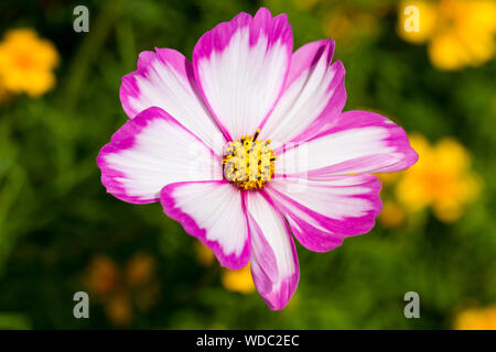 Cosmos bipinnatus "candy-striscia' Fiore closeup. Regno Unito Foto Stock