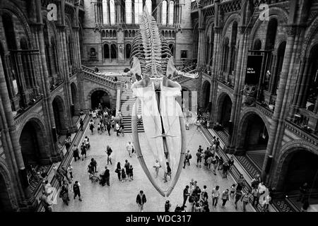 Il Museo di Storia Naturale di Londra Foto Stock