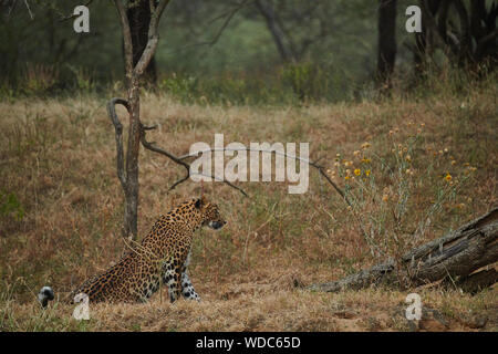 All'interno del Jhalana Leopard santuario, situato all'interno della città di Jaipur. Foto Stock