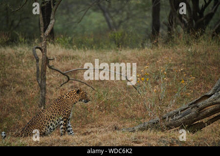 All'interno del Jhalana Leopard santuario, situato all'interno della città di Jaipur. Foto Stock