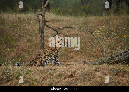 All'interno del Jhalana Leopard santuario, situato all'interno della città di Jaipur. Foto Stock