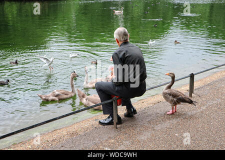 L'uomo alimentazione di oche e anatre in London St James Park Foto Stock